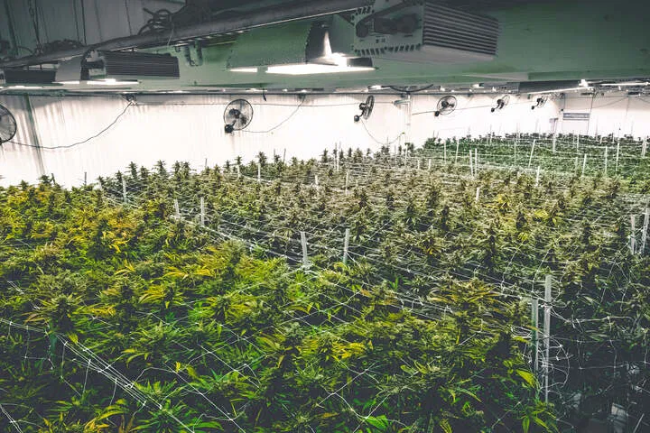 commercial growing requires a cultivation lincense south africa