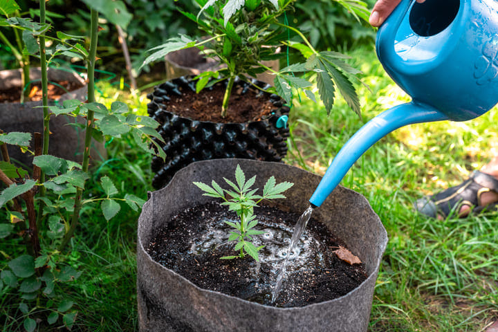 how to water cannabis in hot climates