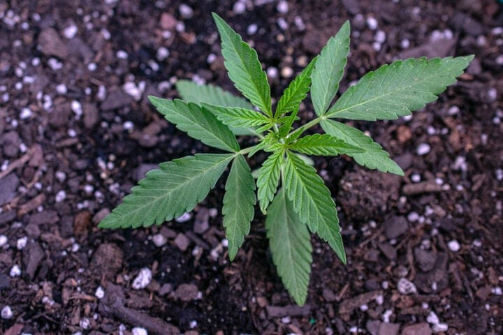 cannabis plant week 4