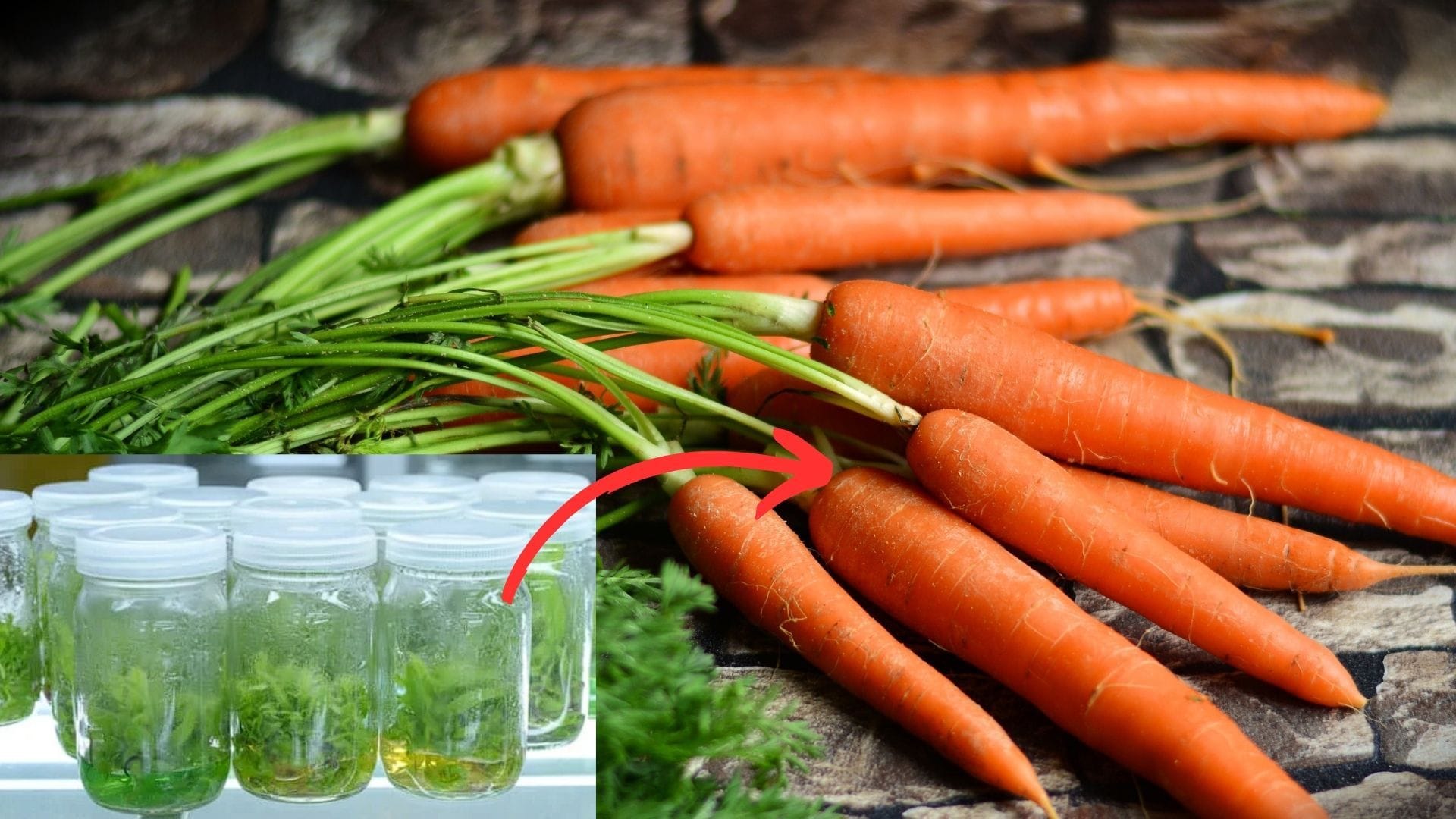 carrots were the first plant to be regenerated from callus tissue