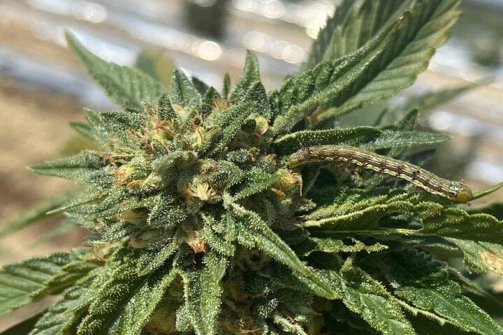 deal with late season cannabis pests