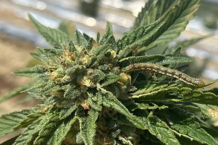 deal with late season cannabis pests