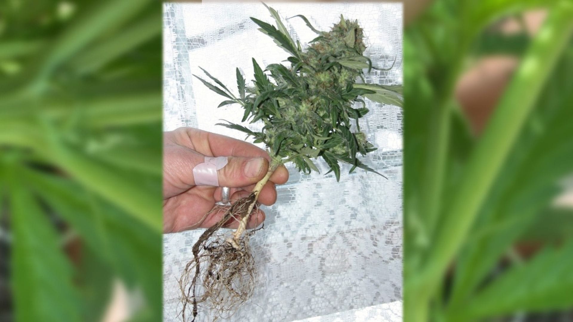 The original Low Ryder autoflower plant was small. Little did we know that this little autoflowering plant and a few others would change cannabis growing forever!