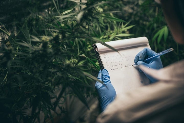 what are the keys to managing a small cannabis grow
