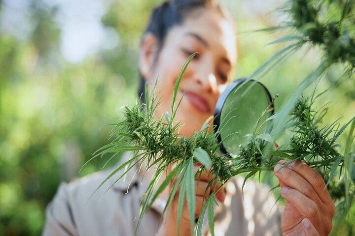 always inspect plants after rain