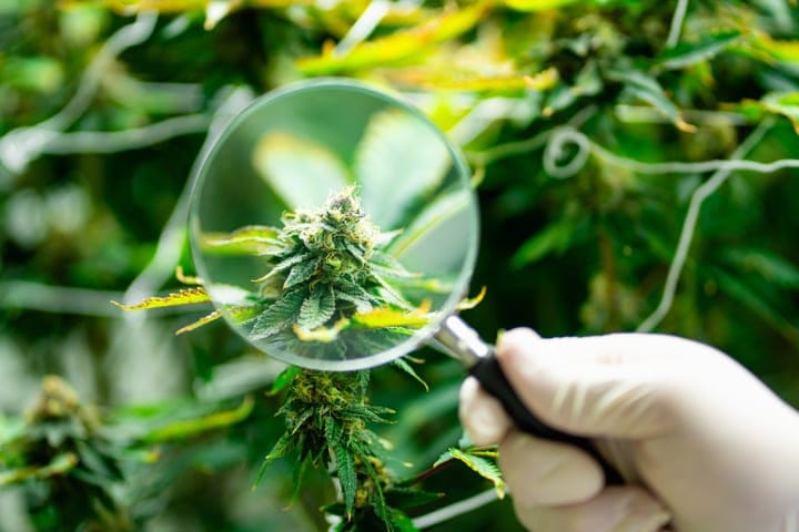 learn how to read cannabis plants