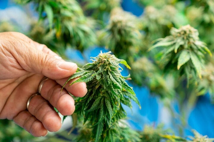 check cannabis plants daily