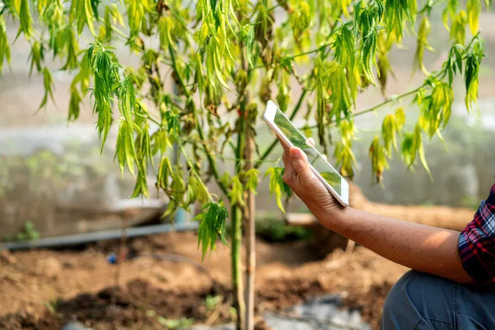 how to diagnose cannabis leaf droop