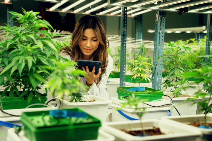grow your own medical marijuana
