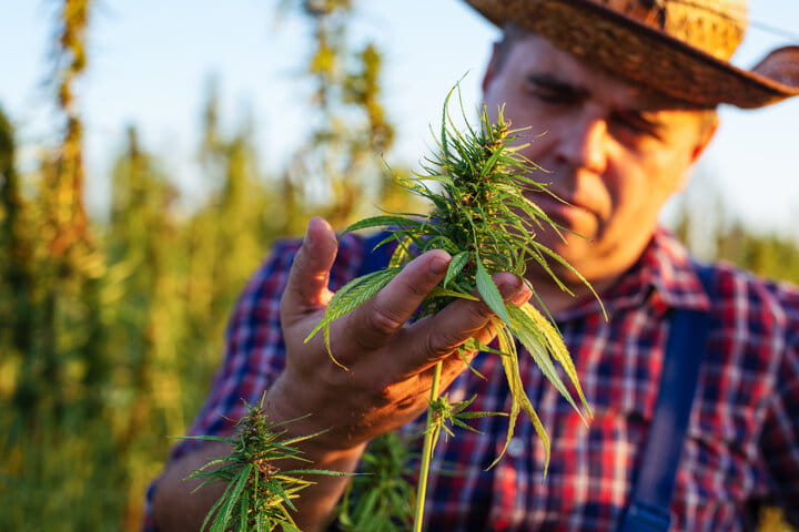 flowering plants do not need constant adjustment