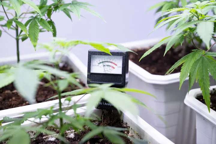 Maintain healthy soil pH to reduce foxtailing risk