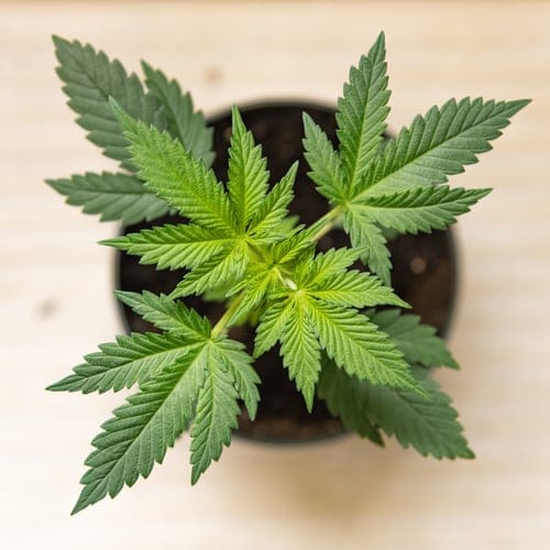 how to grow weed using clones acclimating your clone