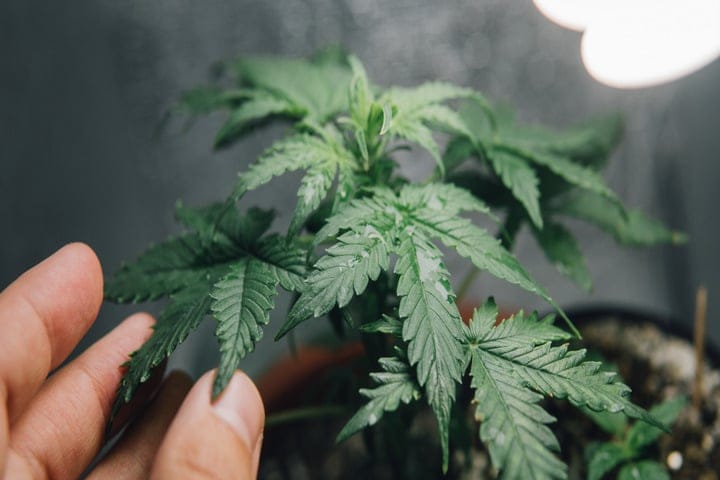 choose your grow space