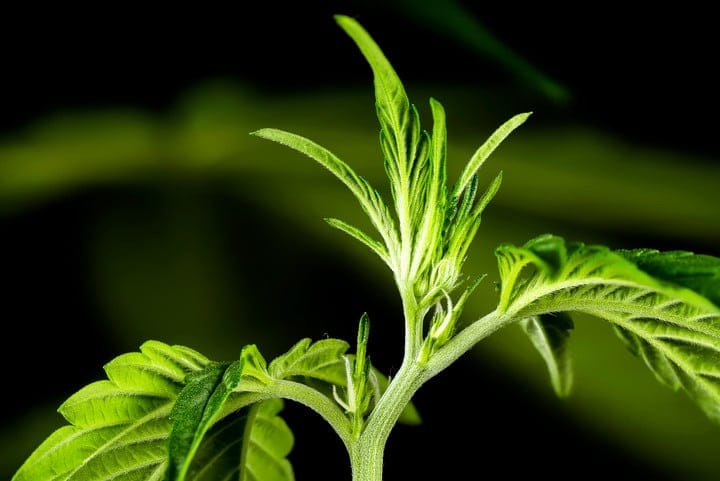pre-flower cannabis showing pistils
