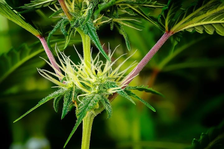 cannabis flowering week 3