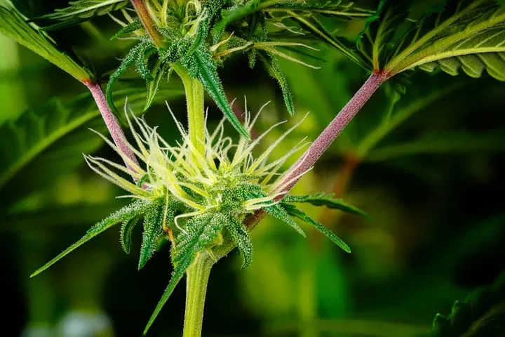 cannabis flowering week 3