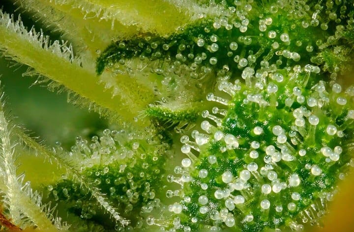 cloudy trichomes indicate cannabis ripeness