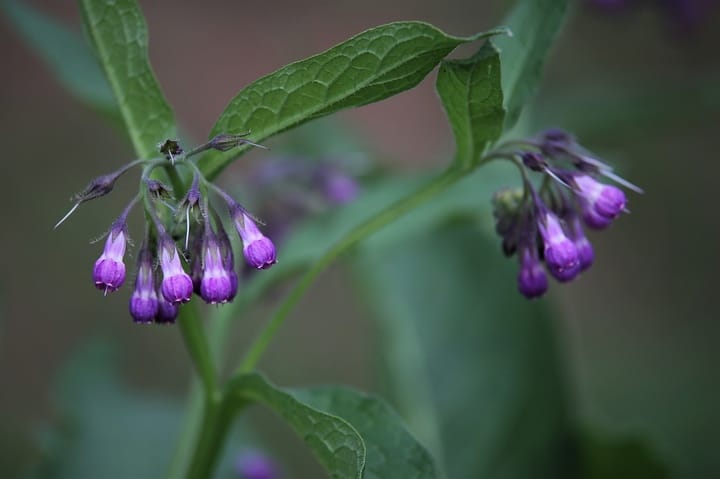 use comfrey to help grow cannabis