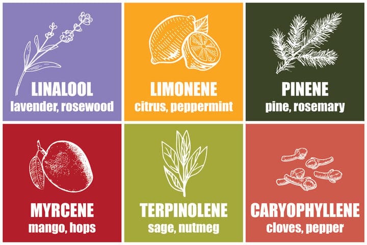 what are terpenes common terpenes