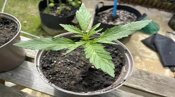 compact plant