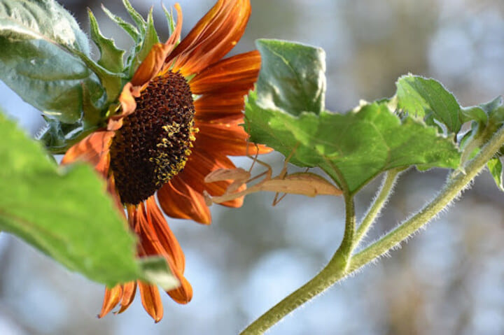 how can companion planting help outdoor cannabis?