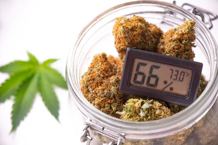 die richtige Temperatur zum Trocknen von Cannabis