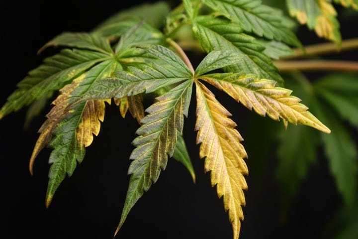 remove decaying leaves