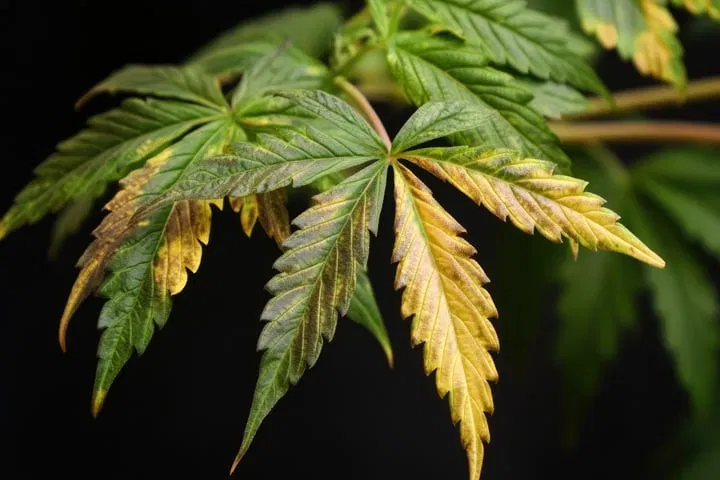 remove decaying leaves