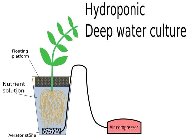 How Deep Water Culture works