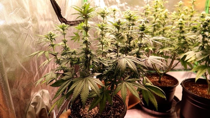 how to support cannabis plants after pruning