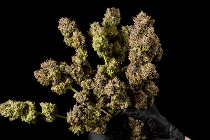 dense buds