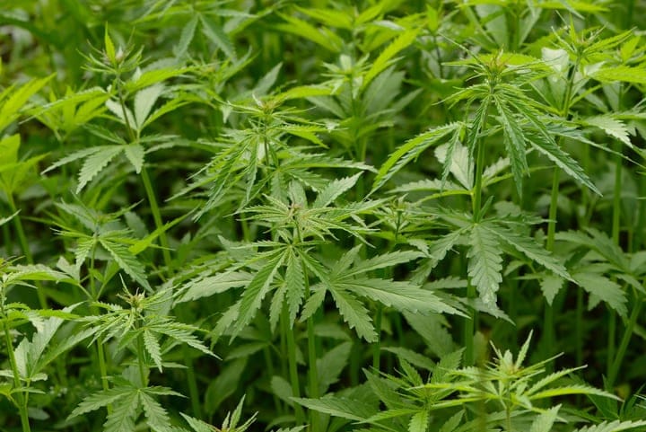 when should you defoliate cannabis plant