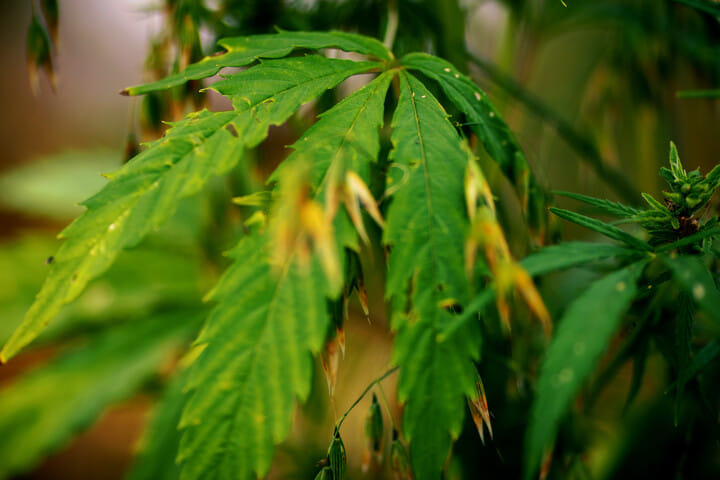 common weed leaf problems