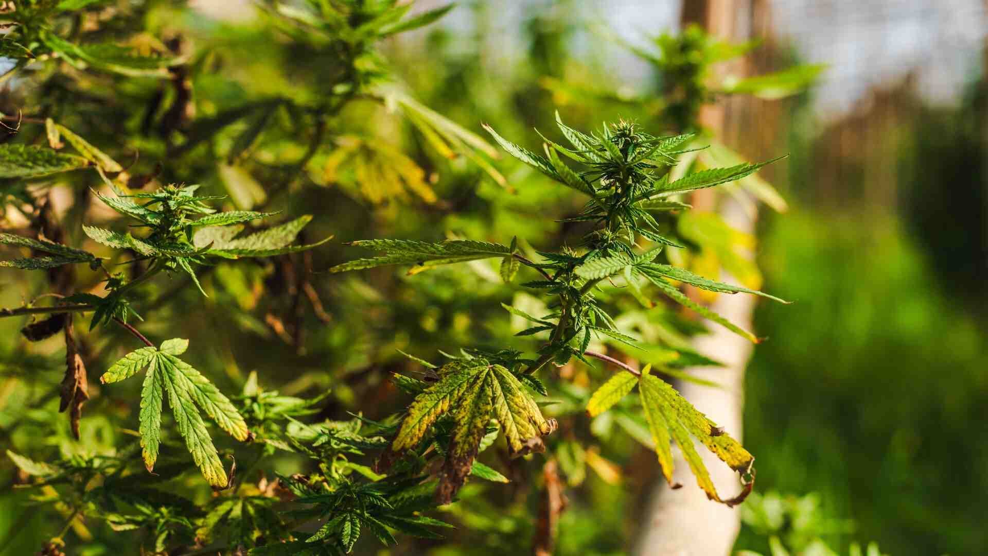 plant stress can impact the hardiness of future generations