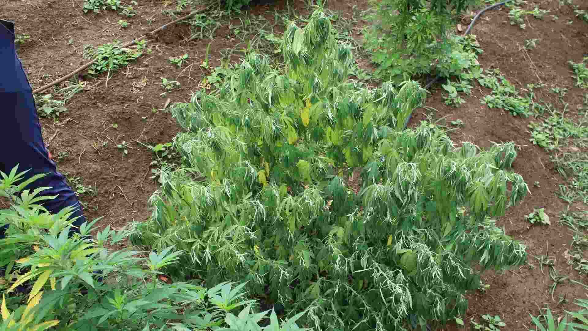 Hops Latent Viroid can affect plant growth