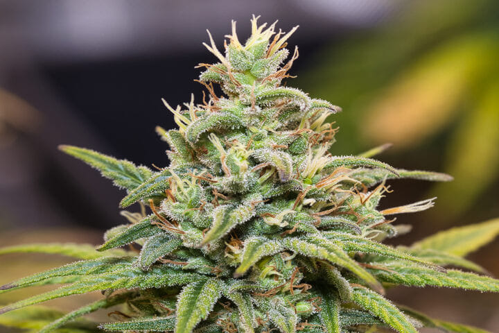 do si dos strain growing habits
