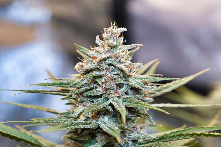 do si dos cannabis strain