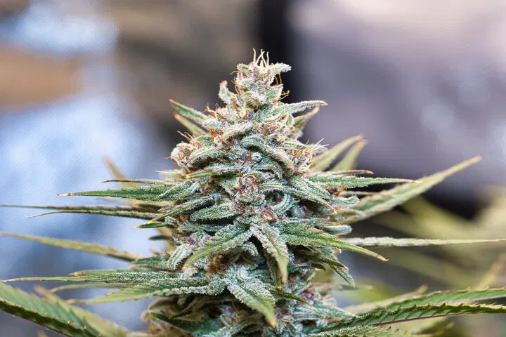 do si dos cannabis strain