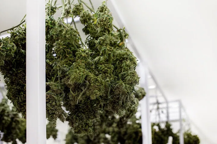 how to dry cannabis to reduce smell