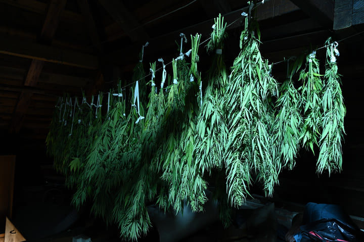 how to dry cannabis correctly