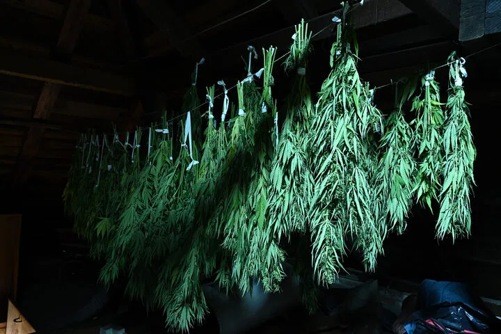 cannabis drying lines