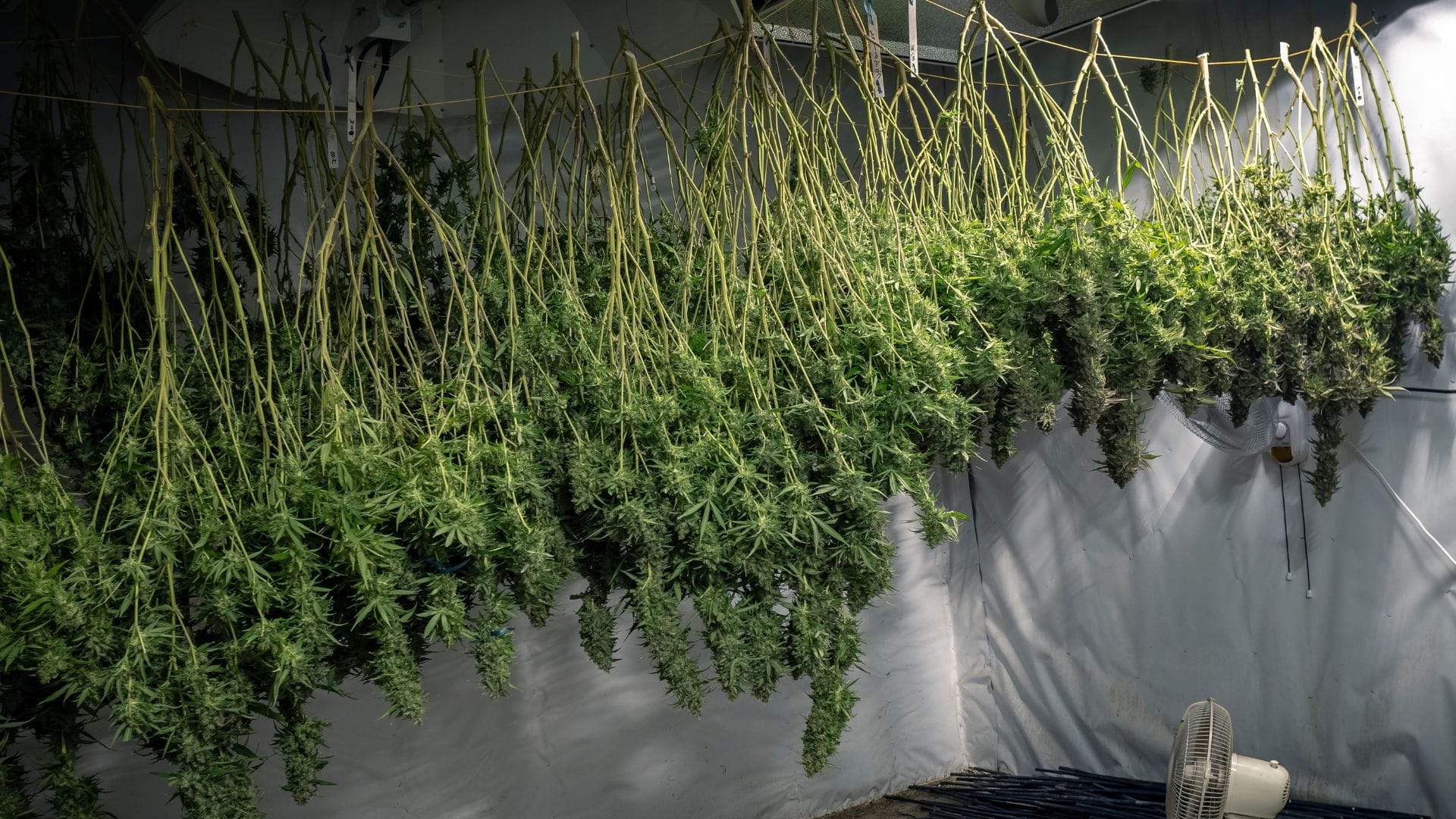 dry your cannabis patiently and carefully