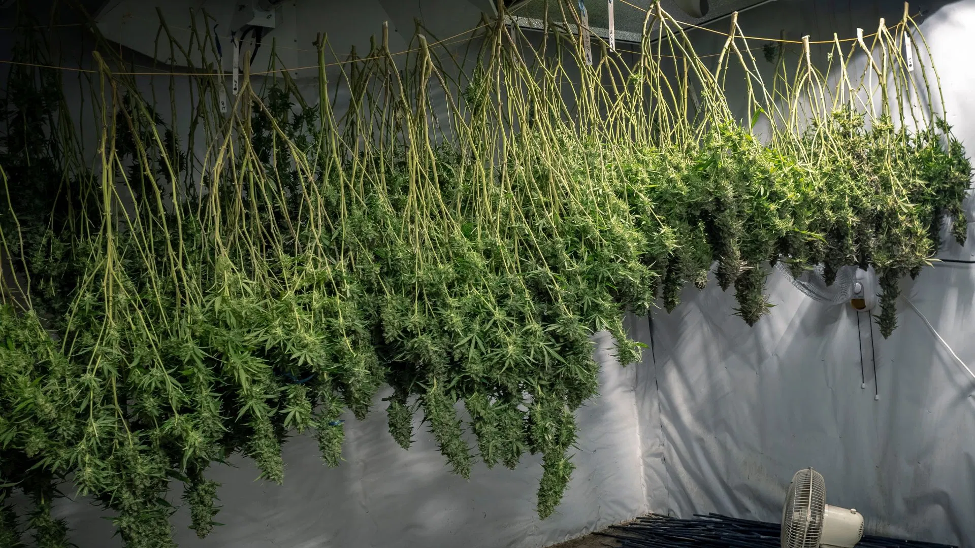 dry your cannabis patiently and carefully