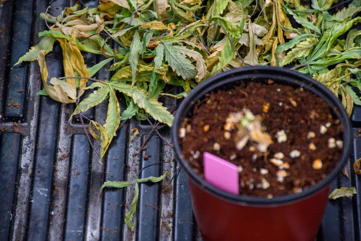 how much nutrients for cannabis seedling