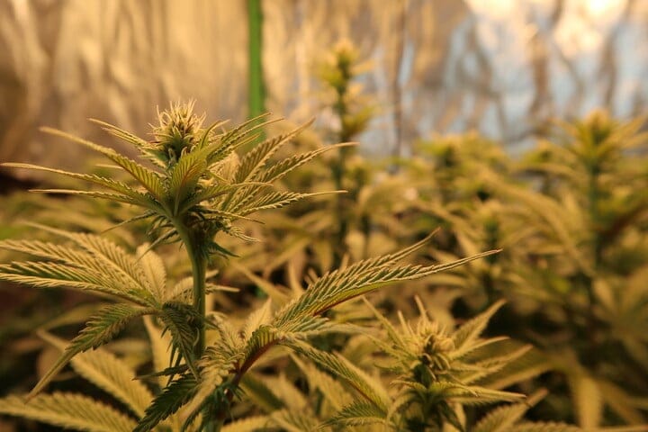 what weed plants look like in early flowering