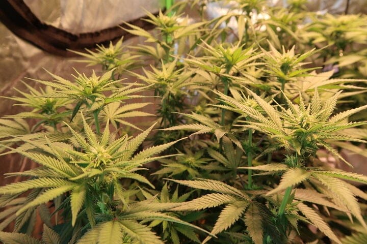 early flowering cannabis