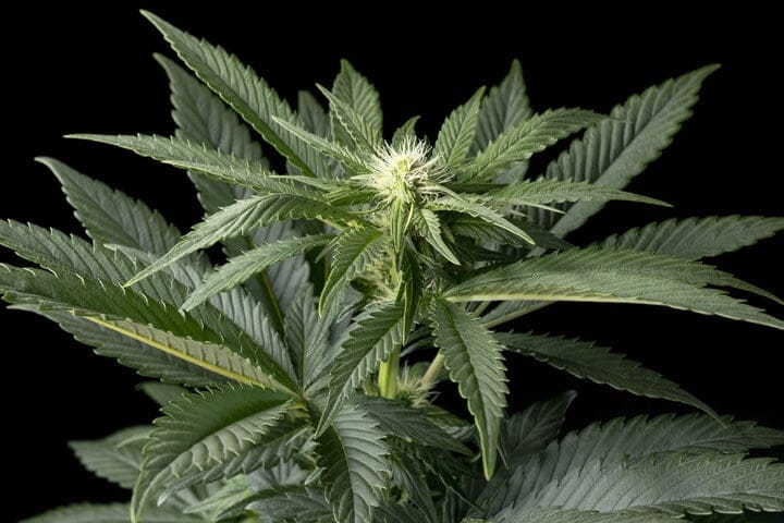 cannabis in early flowering