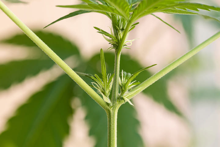 early signs of female plant