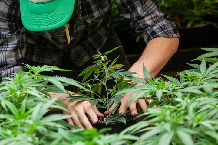 how much water for cannabis in veg