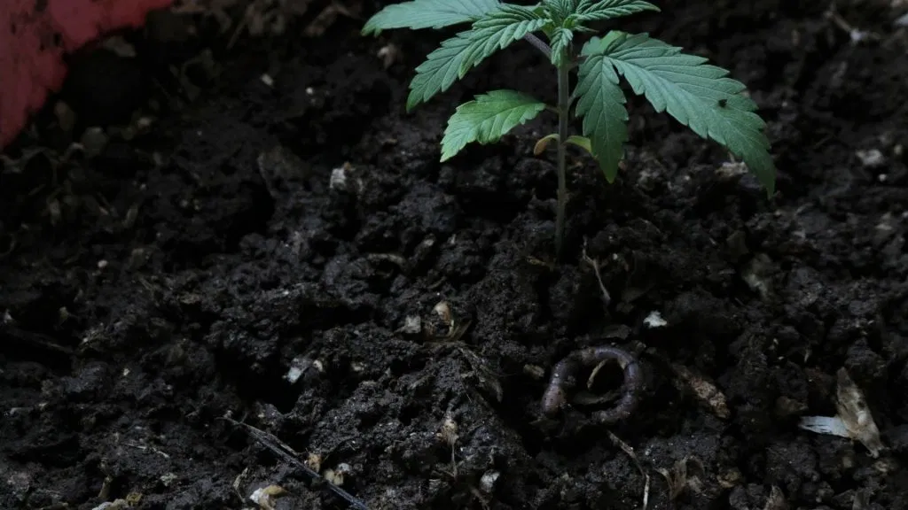 Earthworms in Soil Image